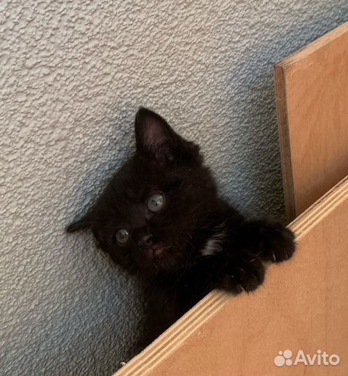 Кошка котенок черная