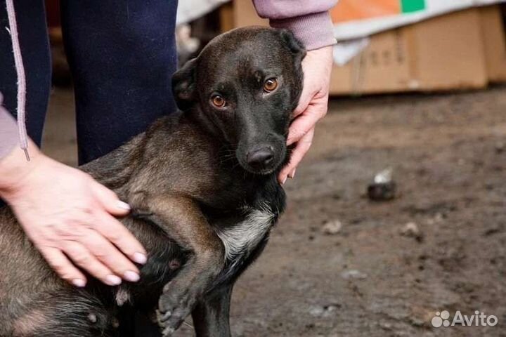 Собака с сво