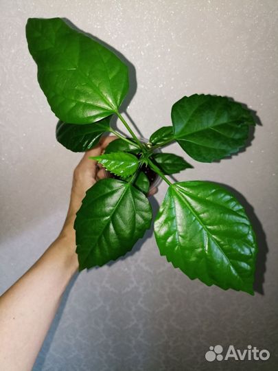 Аглаонема Гибискус Китайская роза