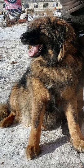 Крупные собаки привиты, чипированы, кастрированы