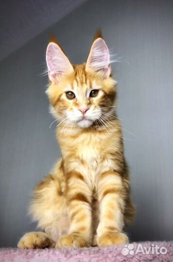 Мейн-кун мальчик с большими кистями