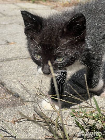 Ласковые котята