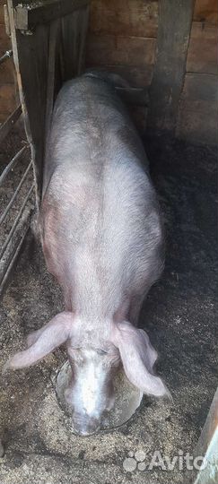 Продам хряка