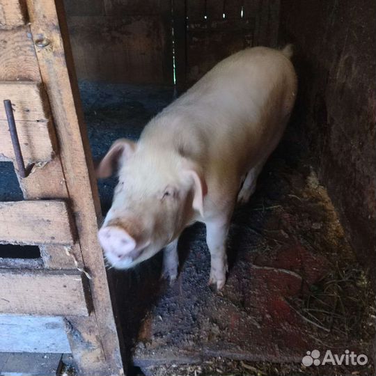 Хряк на племя