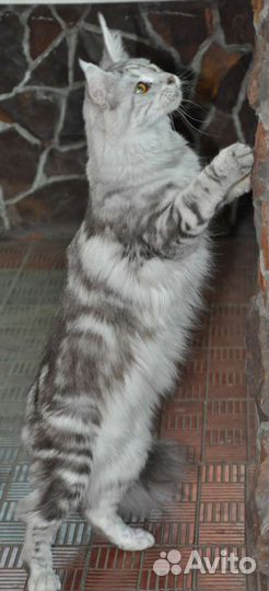 Мейн-кун девочка