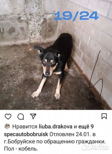 Собака в беде