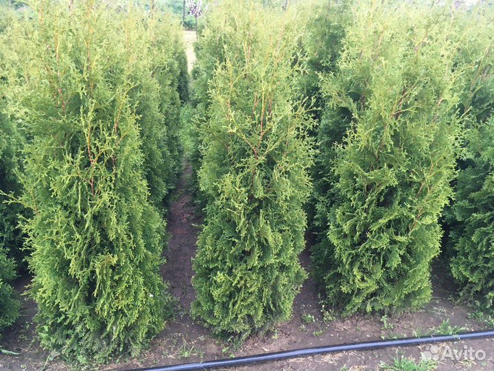 Туи 200 см и Самшит Вечнозеленый Оптом Гарантия
