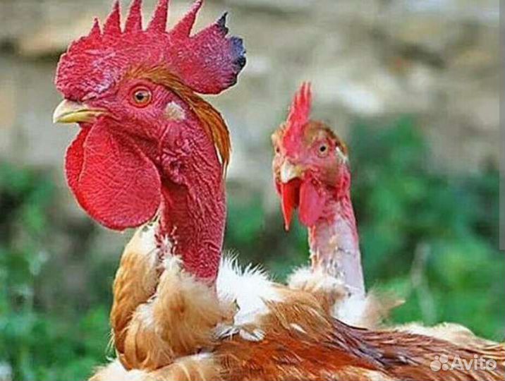 Петух голошейка
