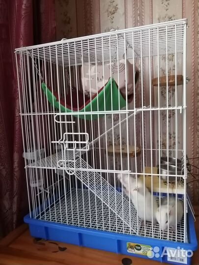 Крысы + переноска (клетка отдельно)