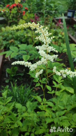 Астильбы. Многолетники