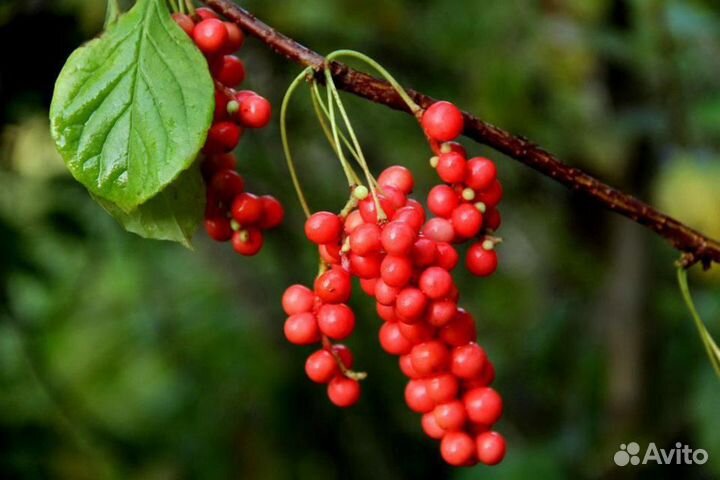 Лимонник Дальневосточный(Китайский)