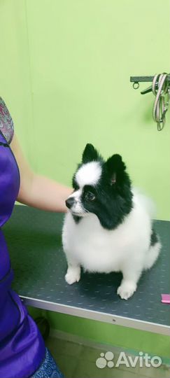 Грумерские услуги