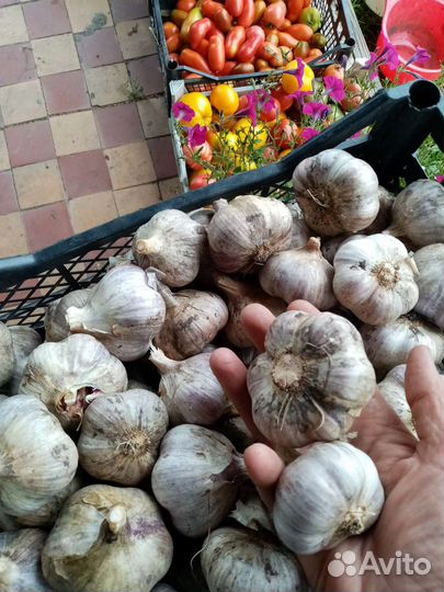 Чеснок зимний