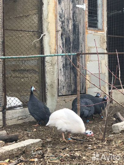 Молодые : цесарки