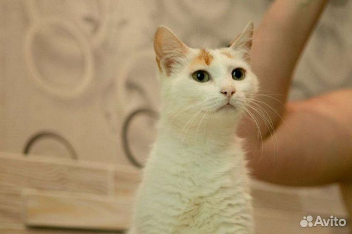 Кошка турецкий ван