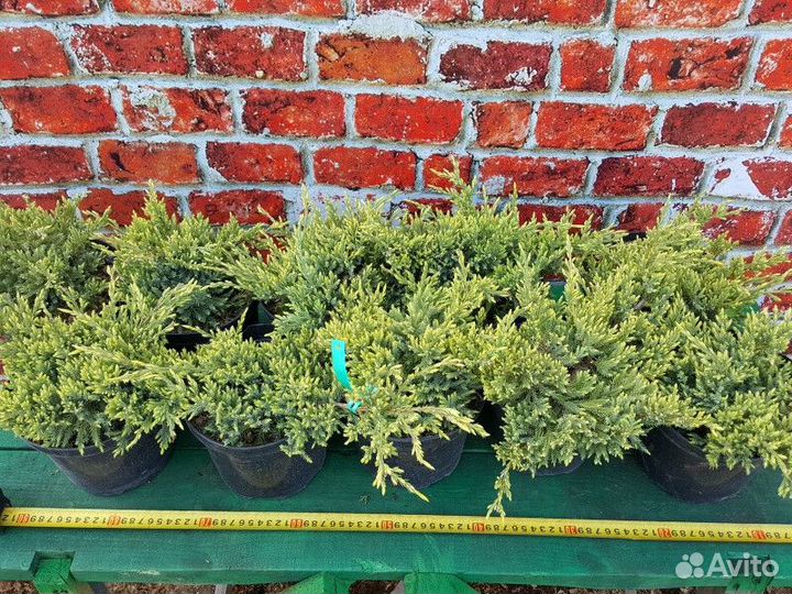 Можжевельник В ассортименте Высота от 25см