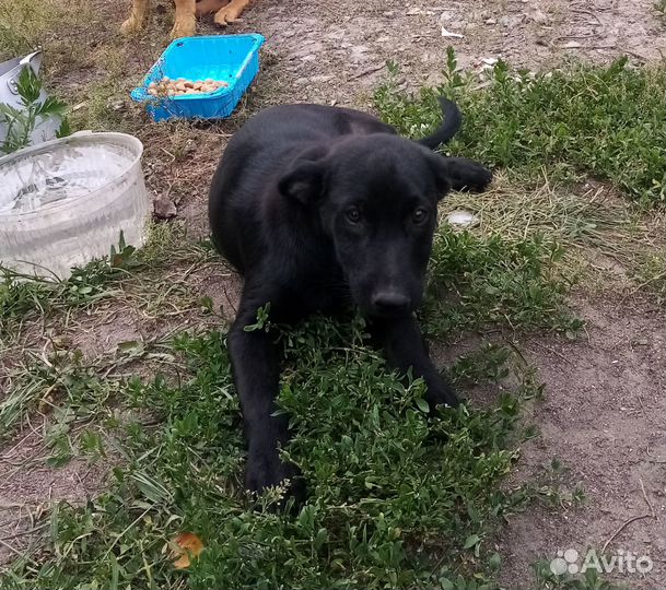 Мальчик в добрые руки