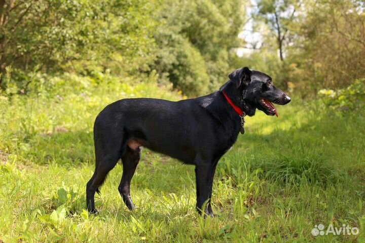 Черный метис лабрадора Мартин в добрые руки