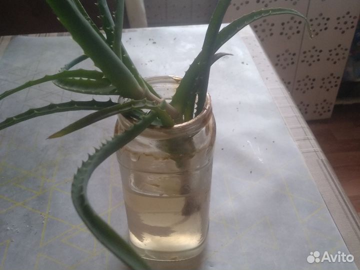 Алоэ вера и столетник