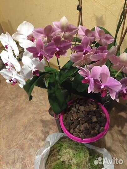 Кора сосны для орхидей,мох сфагнум