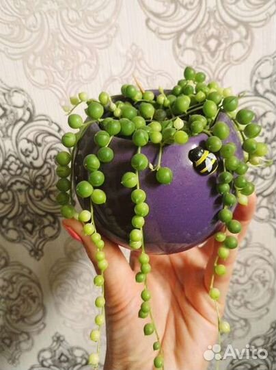 Крестовник роули