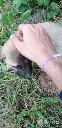 Щенки (девочки)