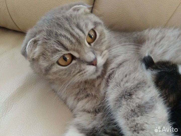 Отдам бесплатно котят в добрые руки