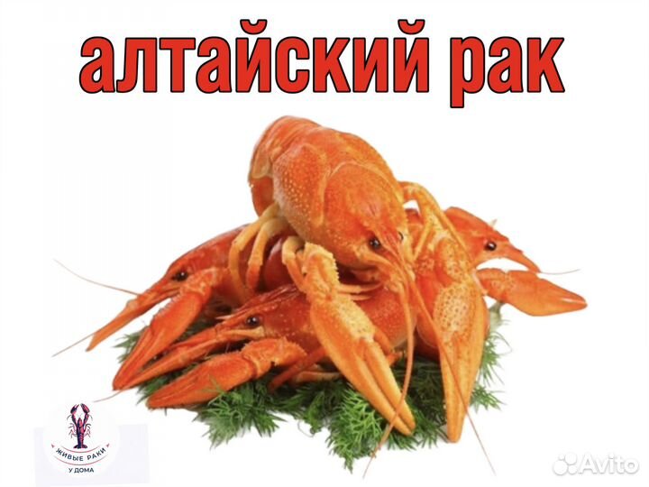 Раки вареные / живые алтайские