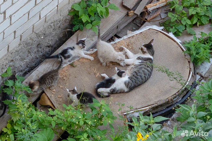 Кошка с котятами