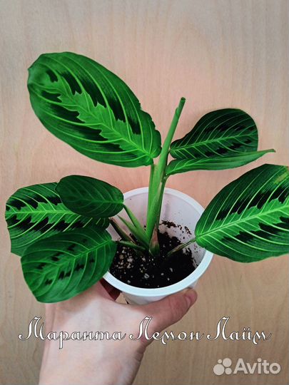 Маранта lemon lime
