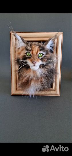 Котенок мейнкун в фоторамке