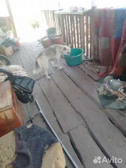 Собаки девачки