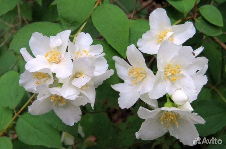 Липа мелколистная и жасмин садовый. Саженцы