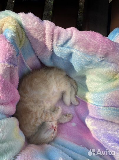 Отдам кота в добрые руки