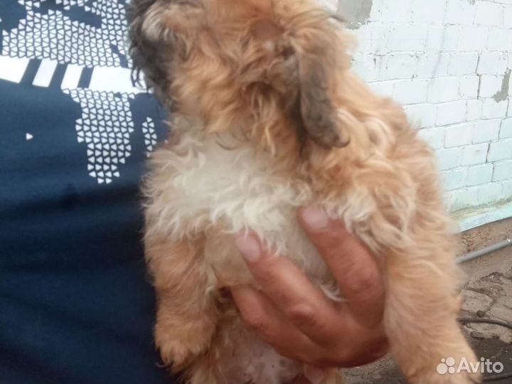 Пекинес+ши-тцу (метис)