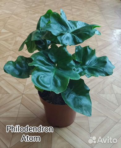 Филодендрон Атом / Philodendron Atom купить в Мурманске | Товары для ...
