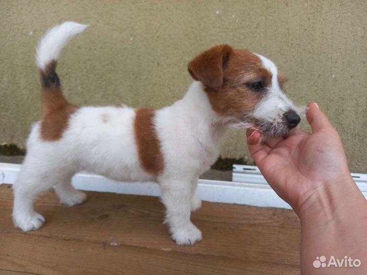 Щенок джек рассел терьер (девочка)