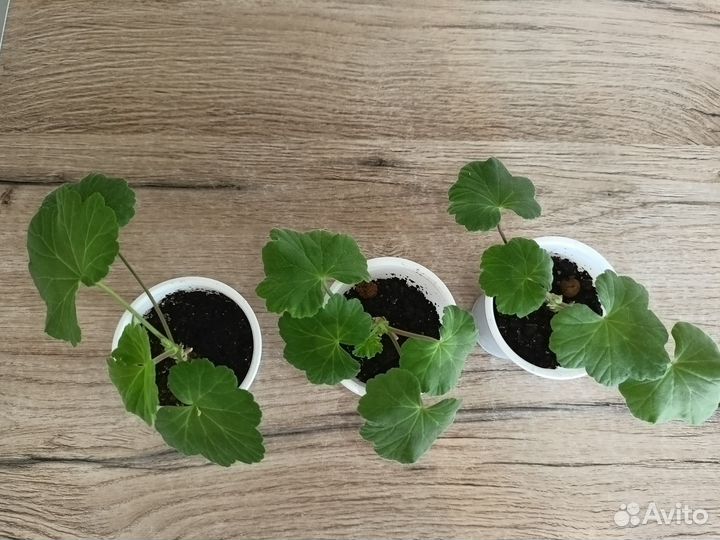 Пеларгония герань