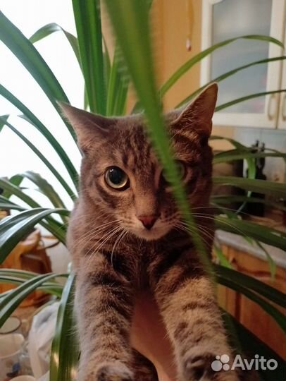 Кошки бесплатно