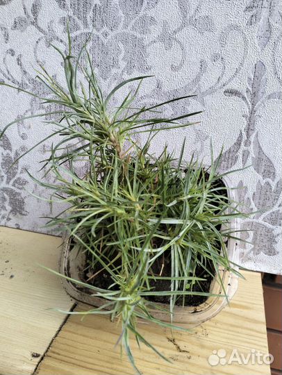 Садовые многолетники