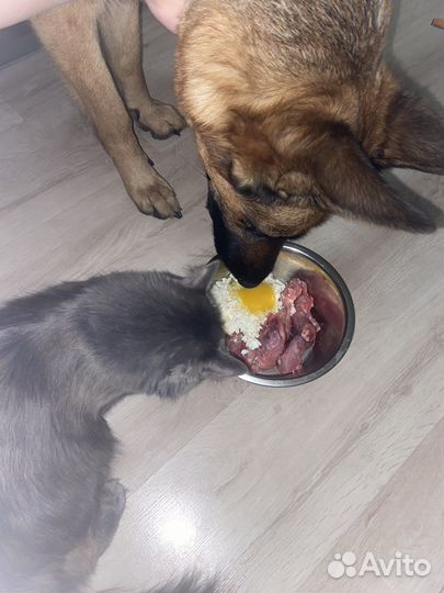 Готовый рацион для собак