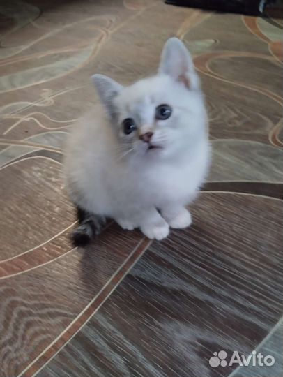 Котята. Бесплатно