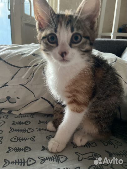 Помогите Уличная девочка, 2 месяца