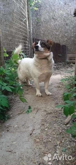 Небольшая собачка ищет дом в добрые руки