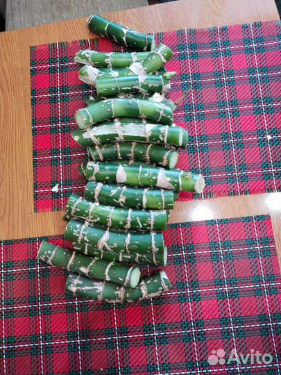 Диффенбахия