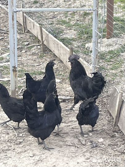 Инкубационное яйцо ухейилюй