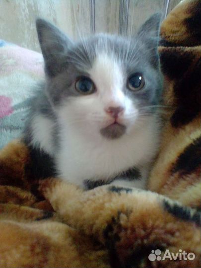 Продаю котят