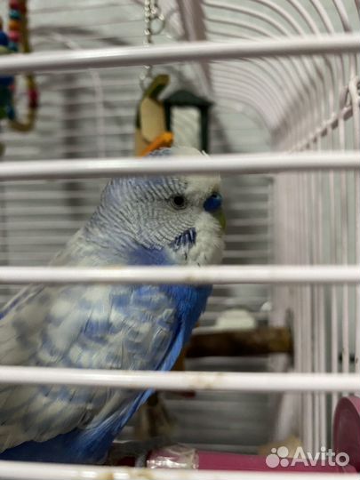 Волнистый попугай с клеткой