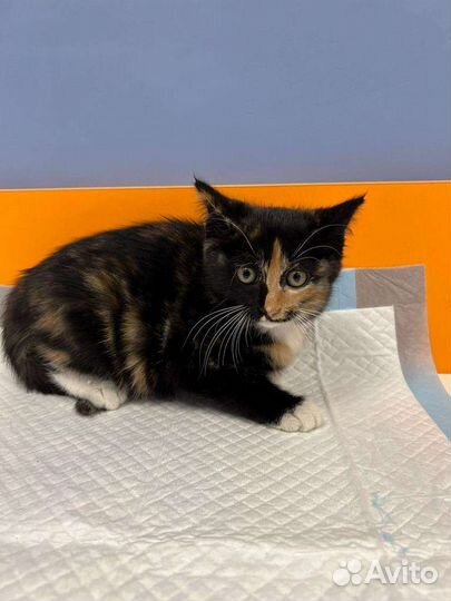 Кошки в добрые руки бесплатно