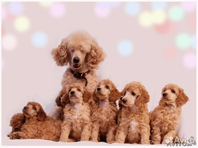 Щенки малого пуделя абрикосового окраса, РКФ